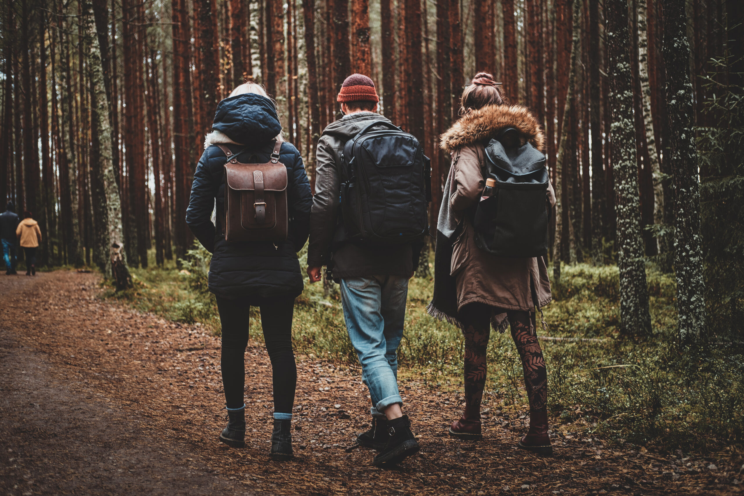 Three best friends are hiking in autumn pine forest with backpacks.